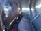 2024 Honda Civic Si Base